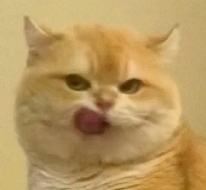 面试官：说说看，用户登录后拿到的 Token，你应该怎么存？存哪里？